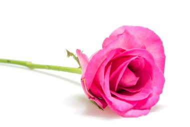 pembe Gül kadar güzel yakın