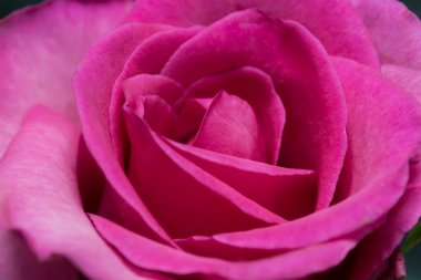 pembe Gül kadar güzel yakın