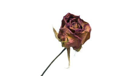 Solmuş gül izole üzerinde beyaz arka plan