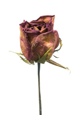 Solmuş gül izole üzerinde beyaz arka plan