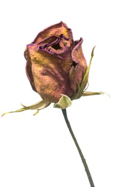 Solmuş gül izole üzerinde beyaz arka plan