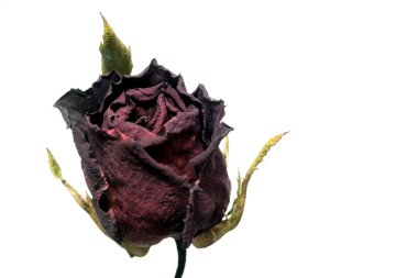 Solmuş gül izole üzerinde beyaz arka plan