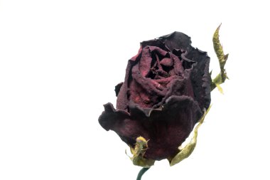 Solmuş gül izole üzerinde beyaz arka plan