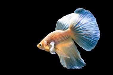 Güzel Siyam Balığı