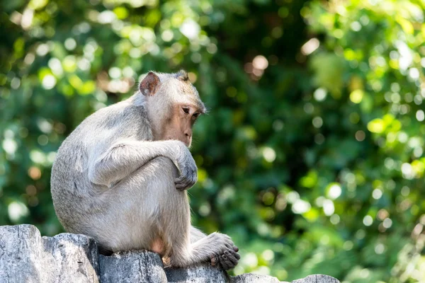 Apor i Thailand, vackra apor, — Stockfoto