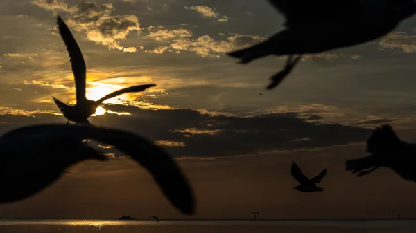 Sunset with bird silhouette — Stock Photo, Image