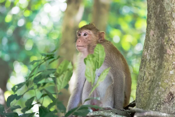 Monkeys in Thailand,beautiful monkeys, — Stock Photo, Image