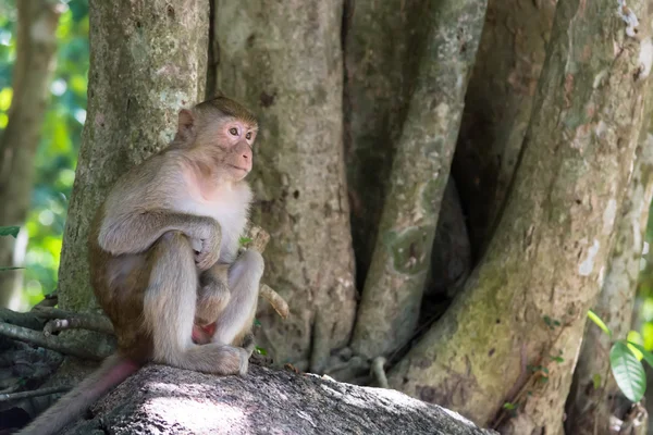 Monyet di Thailand, monyet cantik , — Stok Foto