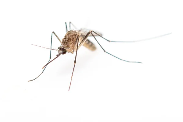 Mosquito aislado sobre fondo blanco —  Fotos de Stock