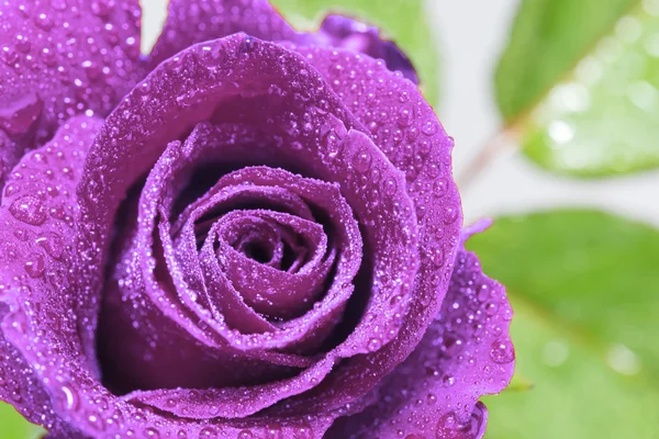 Beautiful close up Purple rose — Stock Photo, Image