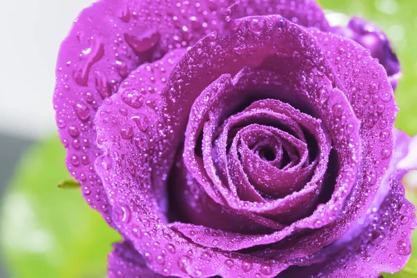 Beautiful close up Purple rose — Stock Photo, Image