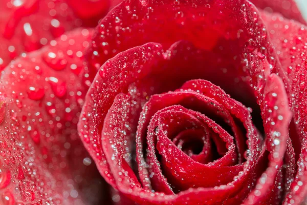 Güzel kırmızı gül.