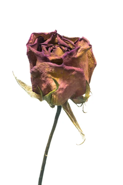 Rosa desbotada isolada sobre fundo branco — Fotografia de Stock