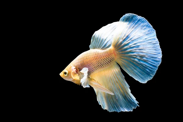 Beautiful fighting fish — Stock Photo, Image