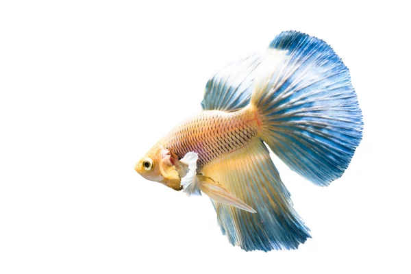 Beautiful fighting fish — Stock Photo, Image