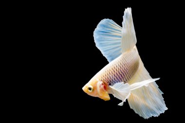 Güzel Siyam Balığı