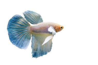 Güzel Siyam Balığı