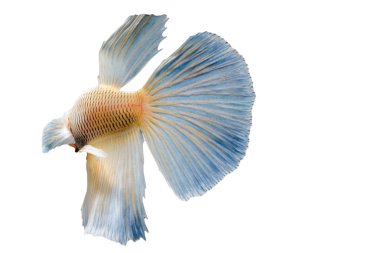 Güzel Siyam Balığı