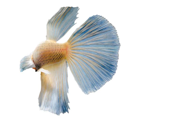 Beautiful fighting fish — Stock Photo, Image