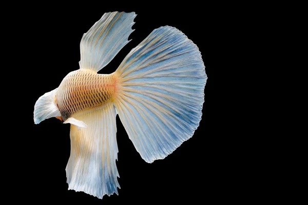 Beautiful fighting fish — Stock Photo, Image