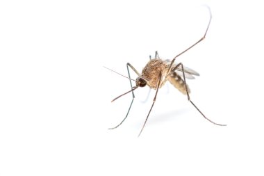 Anopheles mosquito, dangerous vehicle of infection. clipart