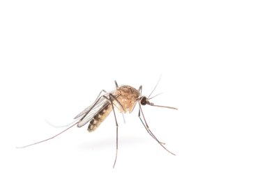 Anofel mosquito, tehlikeli araç enfeksiyon.