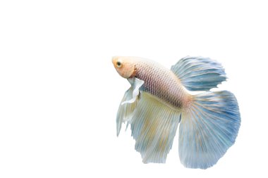 Güzel Siyam Balığı