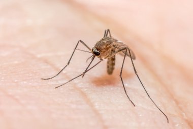 Anofel mosquito, tehlikeli araç enfeksiyon.