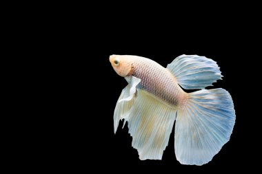 Güzel Siyam Balığı