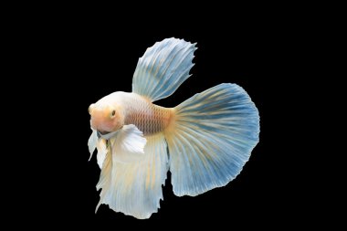 Güzel Siyam Balığı