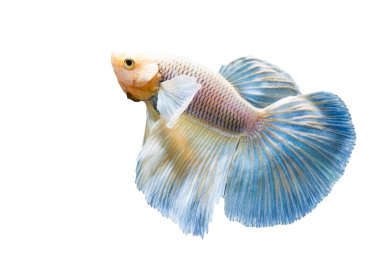 Güzel Siyam Balığı