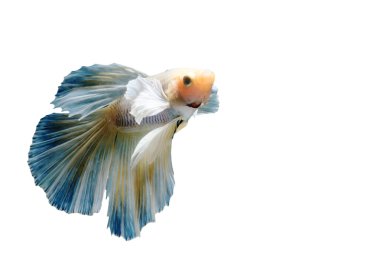 Güzel Siyam Balığı