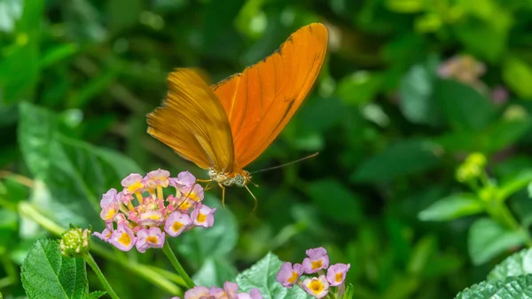 Laranja listrada marrom "Julia Butterfly" (ou Julia Heliconian ) — Fotografia de Stock