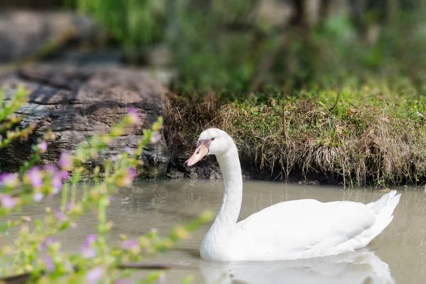 Thai Goose galleggiante nello stagno — Foto Stock