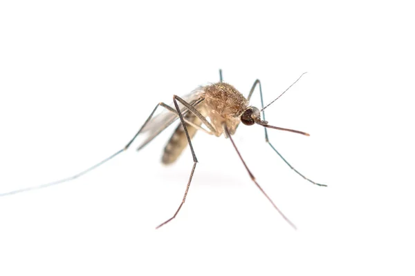 Anopheles mosquito, dangerous vehicle of infection.