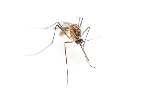 Anopheles mosquito, vehículo peligroso de la infección . —  Fotos de Stock