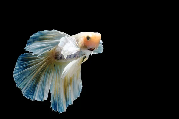 Beautiful fighting fish — Stock Photo, Image