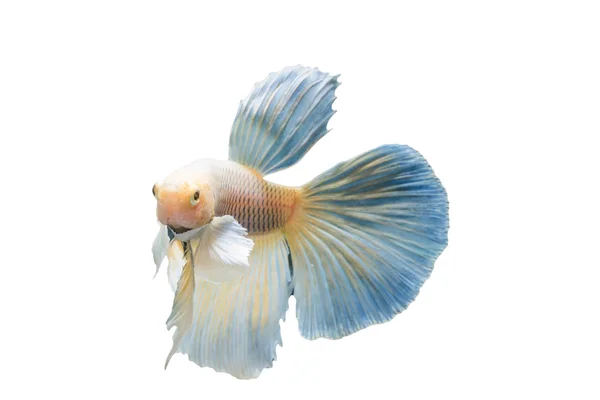 Beautiful fighting fish — Stock Photo, Image