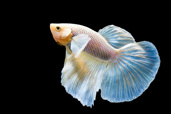 Beautiful fighting fish — Stock Photo, Image