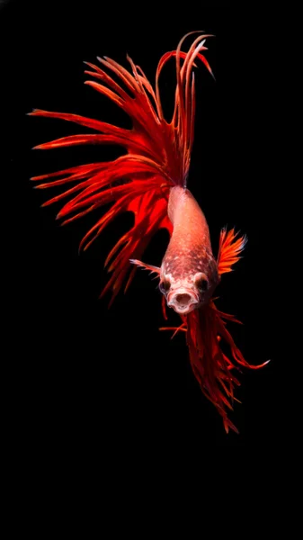 Beautiful fighting fish — Stock Photo, Image