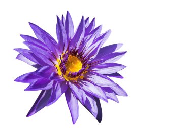 Beyaz arka plan üzerinde izole lotus çiçeği resmi. 