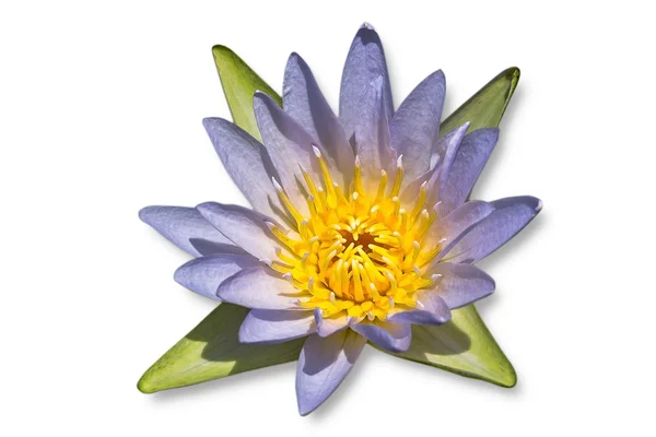 Flor de loto Imagen aislada sobre fondo blanco . —  Fotos de Stock