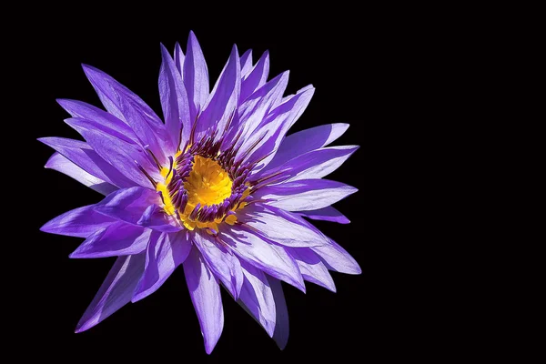 Lotus flower Image isolated on black background. — Stock Photo, Image