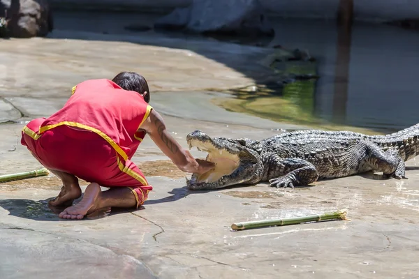 Crocodile show — Stock Photo, Image