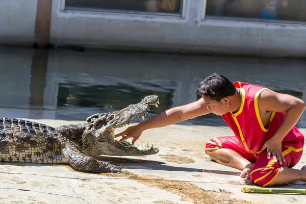 Crocodile show — Stock Photo, Image