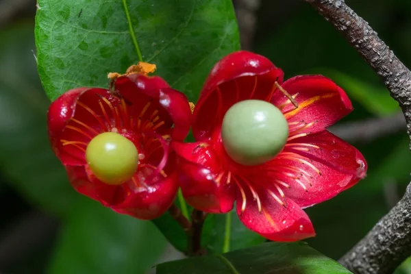 Flor de ratón mickey — Foto de Stock