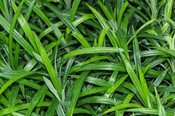 绿色新鲜香兰叶背景 — 图库照片