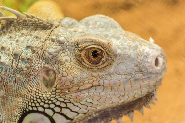 Bearded Dragon Pogona Vitticeps — Stock Photo, Image