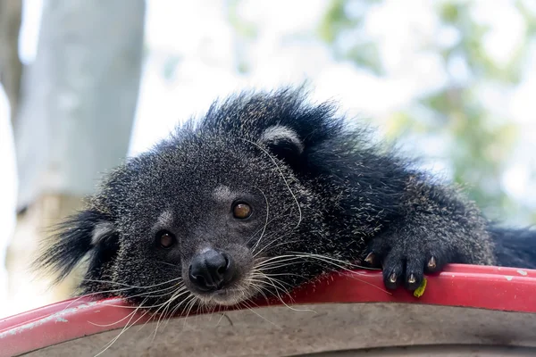 Porträtt av binturong, Thailand — Stockfoto