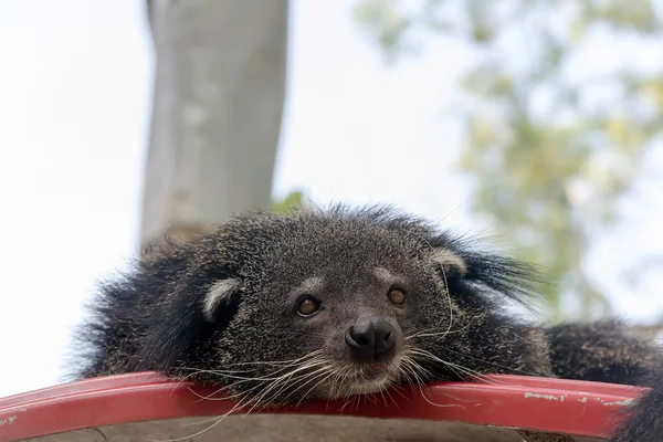 Portrét binturong, Thajsko — Stock fotografie